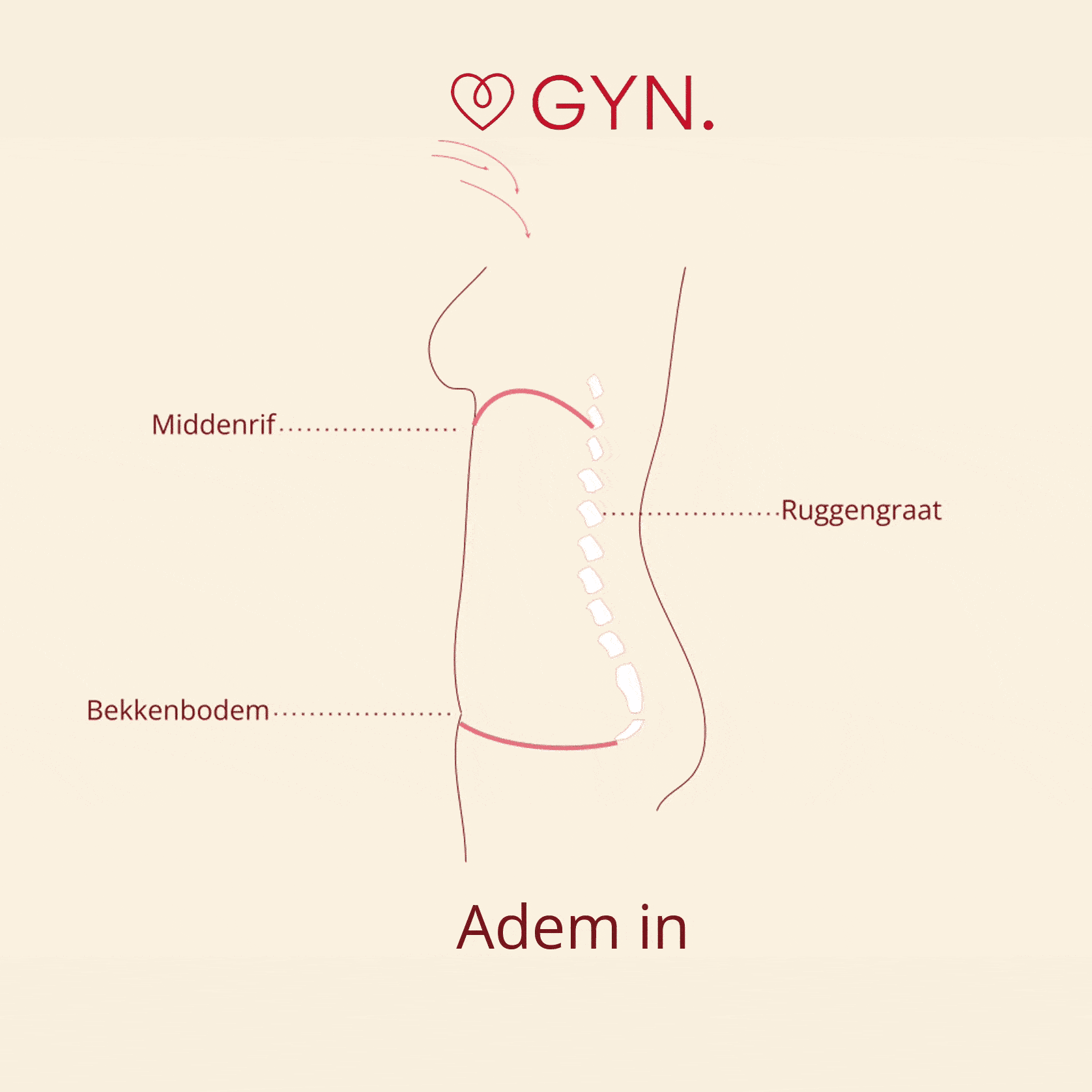 Animatie van de samenwerking tussen ademhaling, middenrif en bekkenbodem